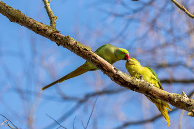 Low angle view of bird perching on branch