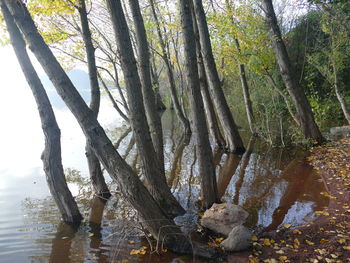 View of trees in forest