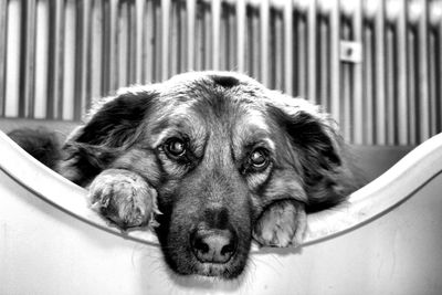 dog