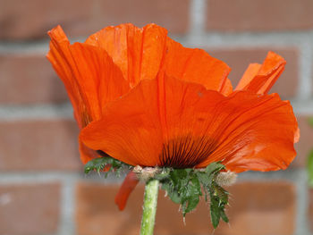 Close-up of orange flower