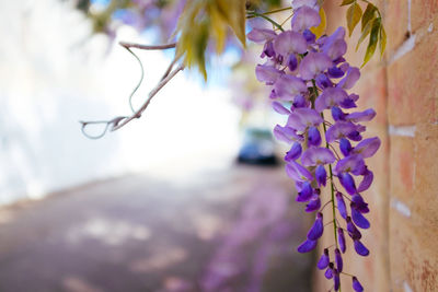 Close-up of flowers against blurred background