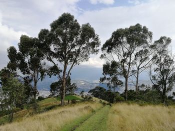 Trees on field against sky