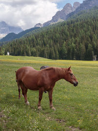 Horses in a field