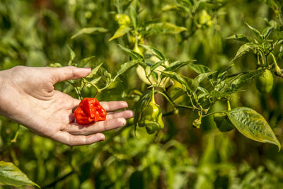 Cropped image of hand holding strawberry plant