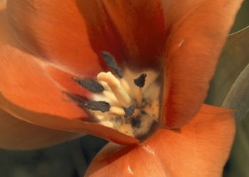 Extreme close-up of a flower