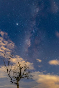 Low angle view of tree against sky at night