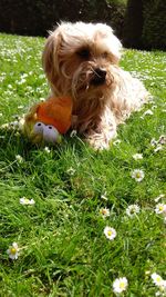 Close-up of dog on grass