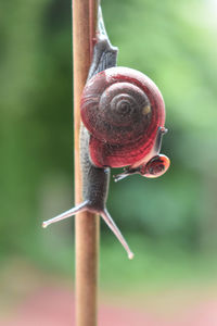 Close-up of snail on plant