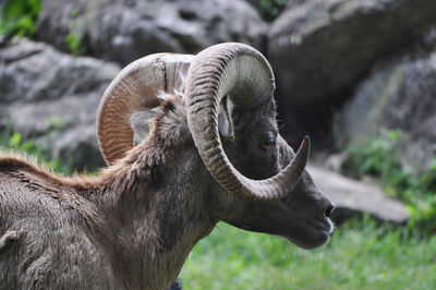 Adult ram with horns