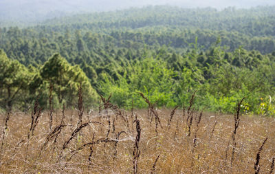 Scenic view of trees on field