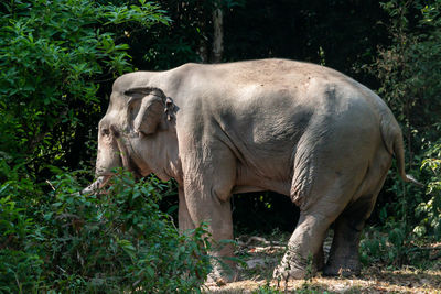Side view of horse on field