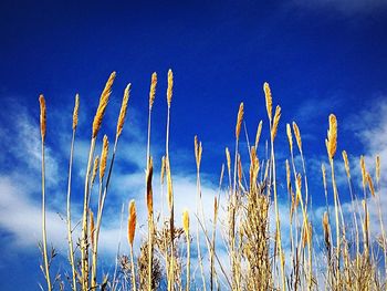 Low angle view of plants against blue sky