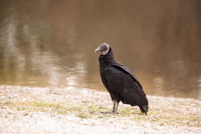 American black vulture coragyps atratus at the myakka river state park in sarasota, florida