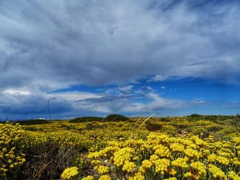 Scenic view of yellow flowering plants on field against sky