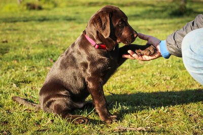 Full length of a dog on field