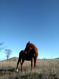 Horse in a field looks behind