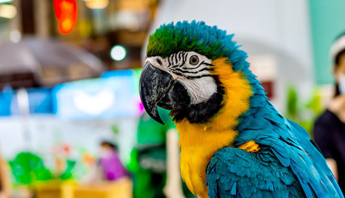 Macaw parrot, a long tail parrot with colorfull feathers in portrait soft focus blur background.