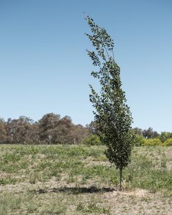 Tree on field against clear sky