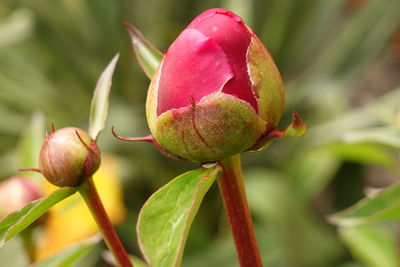 Close-up of a bud