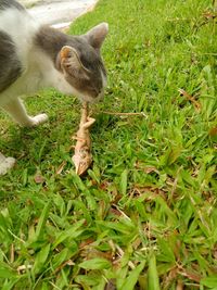 View of a cat on field