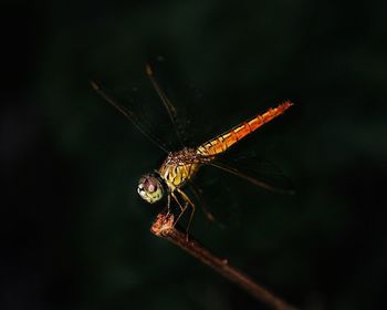 Close-up of dragonfly on twig