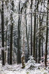 Trees in forest during winter