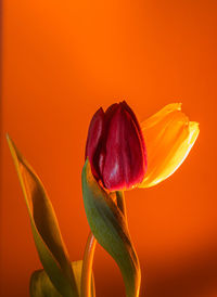 Close-up of orange rose flower