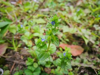 Close-up of plant growing outdoors