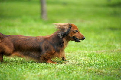 Side view of a dog on field