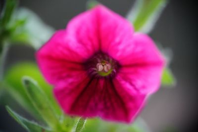 Close-up of pink cosmos blooming outdoors