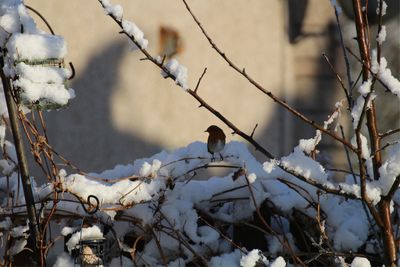 Close-up of birds perching on snow