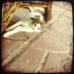 Cat sleeping on the ground