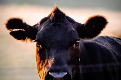 Close-up of a horse