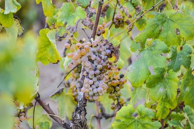 Close-up of grapes growing in vineyard