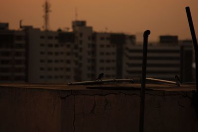 Close-up of bird perching on city against sky