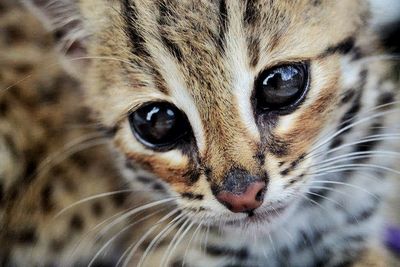 Close-up portrait of cat