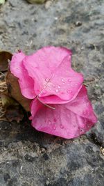 Close-up of pink flowers