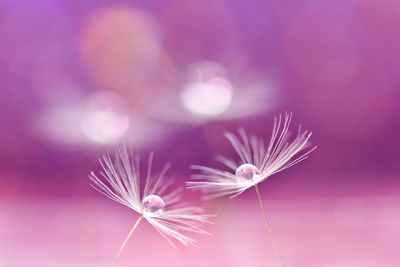 Close-up of pink dandelion flower