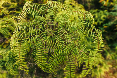 Close-up of fern growing on tree