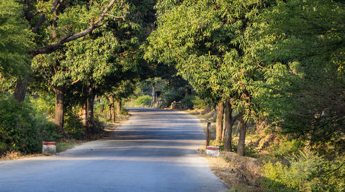 Isolated tarmac road through green forests at afternoon from flat angle