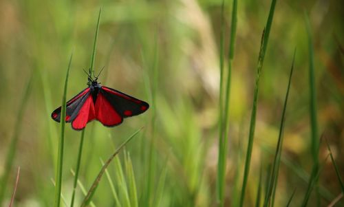 Close-up of butterfly on grass