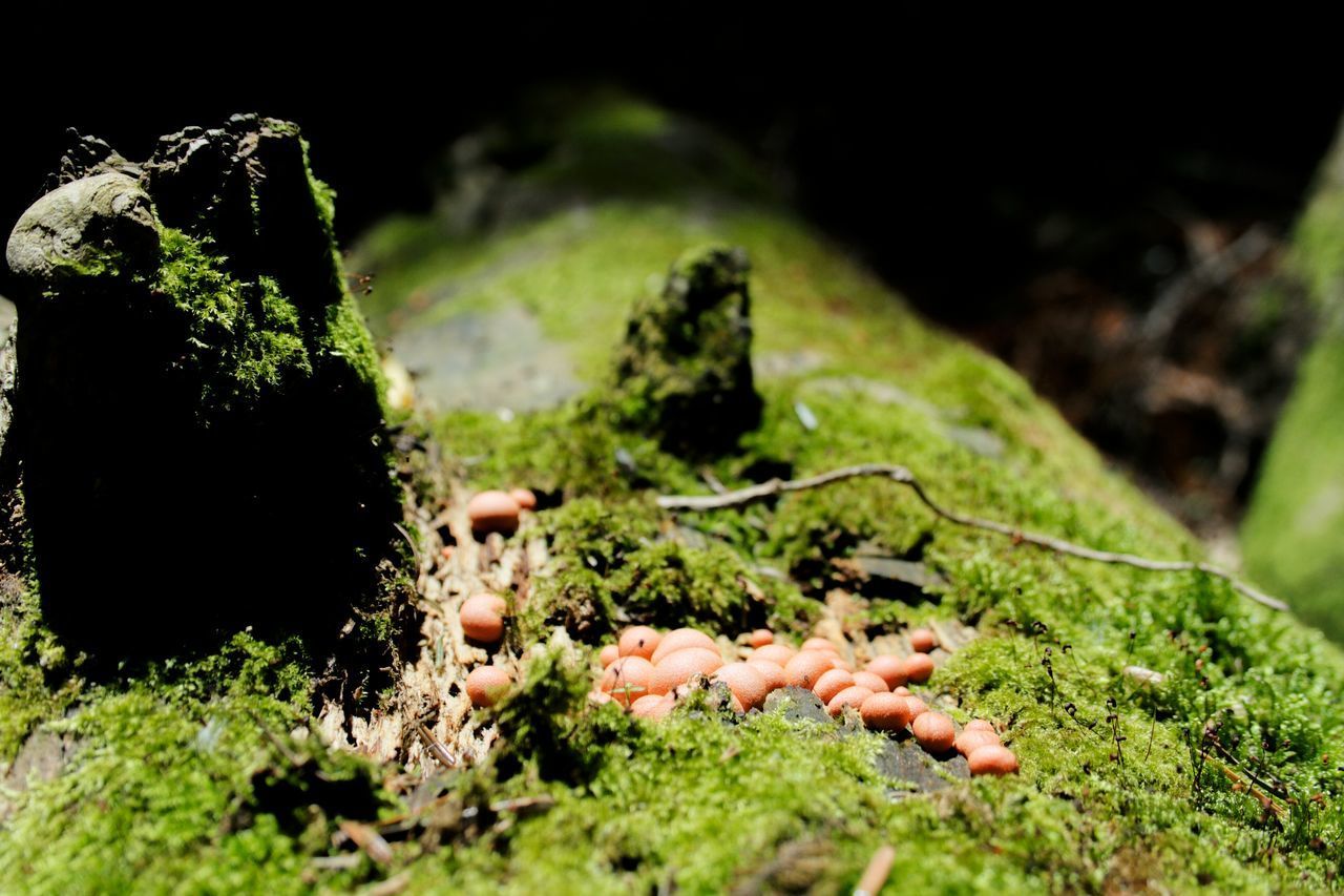 CLOSE-UP OF MUSHROOM GROWING IN FIELD