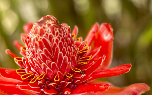 Close-up of red flower blooming outdoors