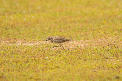 Bird walking on grassy land