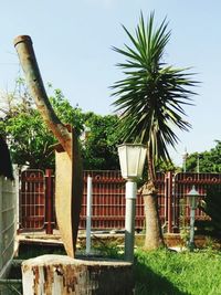 Trees growing in park