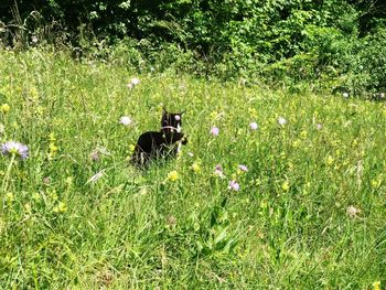Dog on flower field