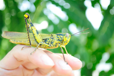 Cropped hand holding grasshopper