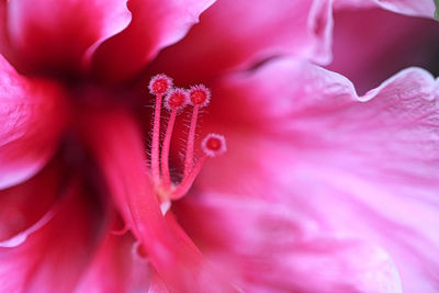 Full frame shot of red rose