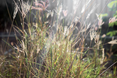 Close-up of grass on field