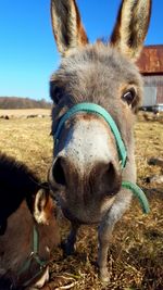 Close-up portrait of horse on field against sky